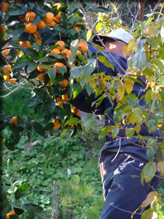 一夜城跡への山道