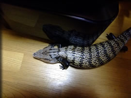 小さいモカちゃん