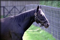 サンデーサイレンス