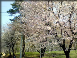公園の桜