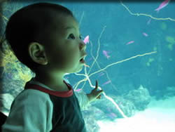 写真はアクアマリンにて