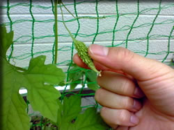 ゴーヤちゃん♪