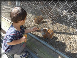 続いてモルモットに