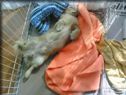 マーブルちゃん