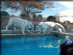 ホワイトタイガー