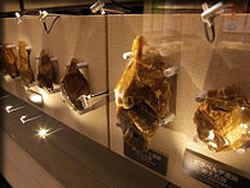 明治大学刑事博物館