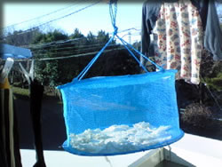 干しております