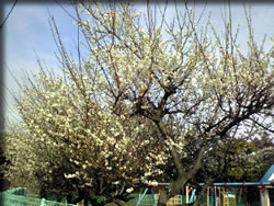 梅満開!