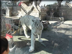 ホワイトタイガー