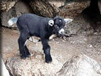 かわいい子ヤギ