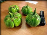 ガーデンエッグ