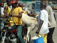 イスラムのお祭り用の羊