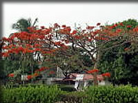 アブジャの空港前にあった火炎樹