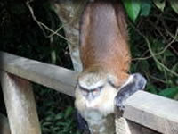 自然保護区の猿