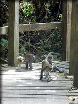 小猿たち
