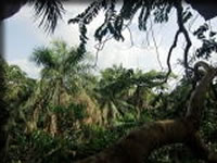 樹上からの景色