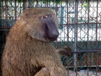 リゾートエリアの・・熊！？