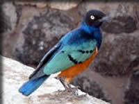 アンボセリの鳥