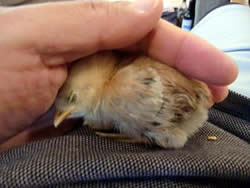 安眠したヒヨコ