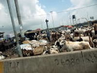 マーケットを埋め尽くすヤギ