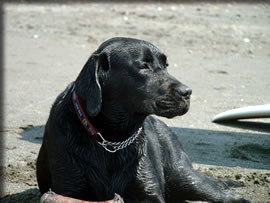 英国の代表的な災害救助犬