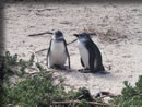 喜望峰のペンギン2