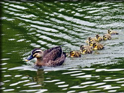 カルガモ親子
