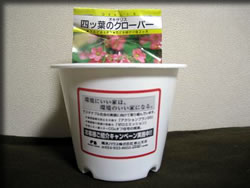 四葉のクローバー