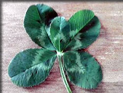 五つ葉のクローバー