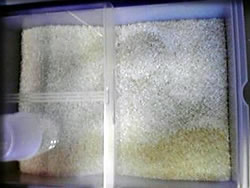 疑惑のお米・・