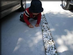 こおろぎ追跡中・・