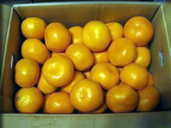実家からのみかん