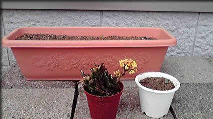 朝顔の種を植えました・・