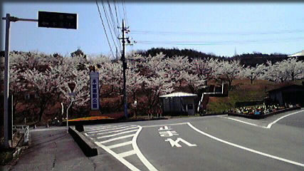 またまた桜
