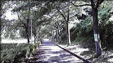 いつものランニングコース