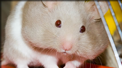 おたふくかぜのせいで・・（嘘！）