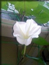 白い夕顔