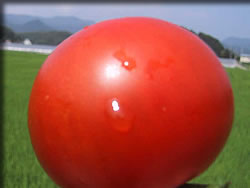 採れたて南郷トマト