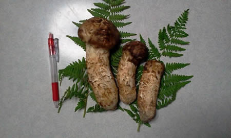 束松峠（会津坂下町）