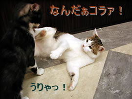 じゃれあい格闘