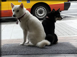 あちらを立てれば・・