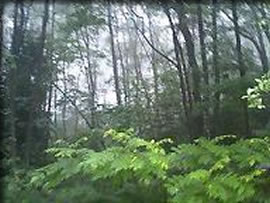 靄に包まれた好山園