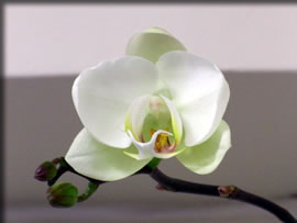 誰の為でなく咲く花