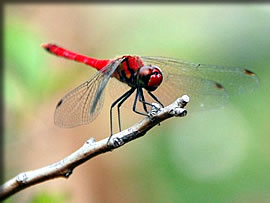 赤トンボ？
