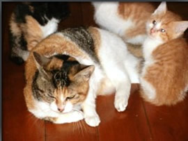 実家を占拠する猫達