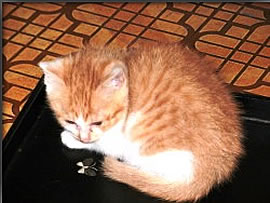 茶毛猫ヒデユキ