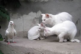 仲間・・じゃないのか？