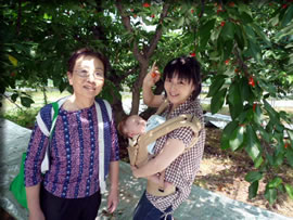 さくらんぼ狩り