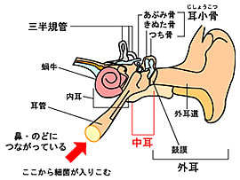 中耳炎の起きるワケ