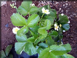 苺の開花